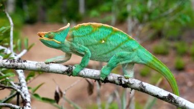 Bir Malagasy devi bukalemun (Furcifer oustaleti) avını aramak için çalılıklarda sürünür, Ranomafana, Madagaskar
