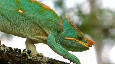Bir Malagasy devi bukalemun (Furcifer oustaleti) avını aramak için çalılıklarda sürünür, Ranomafana, Madagaskar