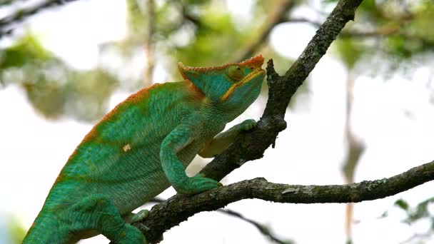 马达加斯加 拉诺马法纳 一个马达加斯加巨型变色龙 Furcifer Oustaleti 爬过灌木丛寻找猎物 — 图库视频影像