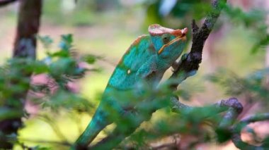 Bir Malagasy devi bukalemun (Furcifer oustaleti) avını aramak için çalılıklarda sürünür, Ranomafana, Madagaskar