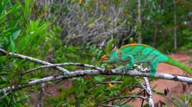 Bir Malagasy devi bukalemun (Furcifer oustaleti) avını aramak için çalılıklarda sürünür, Ranomafana, Madagaskar