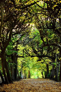 Ağaçların yeşil taçları canlı bir tünel oluşturmak için birbiri ile iç içe geçiyor..