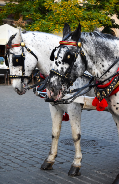 Zarif koşumlarla koşumlu iki aygır şehrin merkezinde duruyor ve memnuniyetle turistlere biniyor..