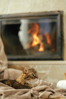 Şöminede rahat bir battaniyeye uzanmış şirin bir kedi. Yakından bak, sonbahar musluğu. Şirin tekir kedicik şöminenin arkasında, arka planda sıcak süveter ve kır evinde bir fincan çayla rahatlıyor..
