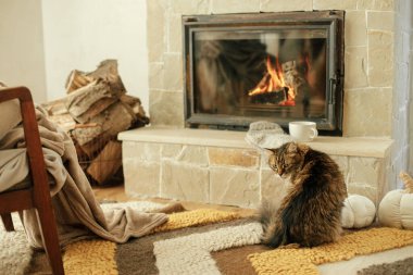 Şirin kedi şöminede battaniye ve halının üzerinde oturuyor. Kır evindeki şöminede dinlenen sevimli tekir kedicik portresi. Sonbahar kızarıklığı