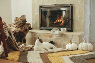 Şirin kedi şöminede rahat bir halının üzerinde dinleniyor. Kır evinde sonbahar dekoru ve odun yığınıyla şöminenin önünde yatan sevimli kedi portresi. Sonbahar kızarıklığı