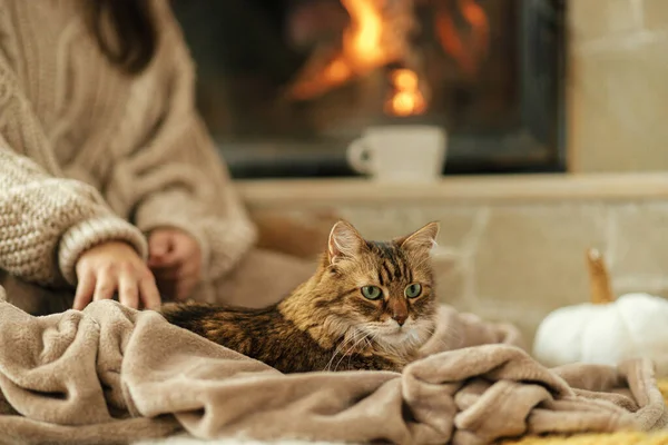 在靠近火堆的地方 用舒适的毛毯爱抚着可爱的猫 秋天的大杂烩 乡村农舍壁炉前 身穿保暖毛衣的时尚女性与胖胖的猫咪在一起悠闲自在 — 图库照片