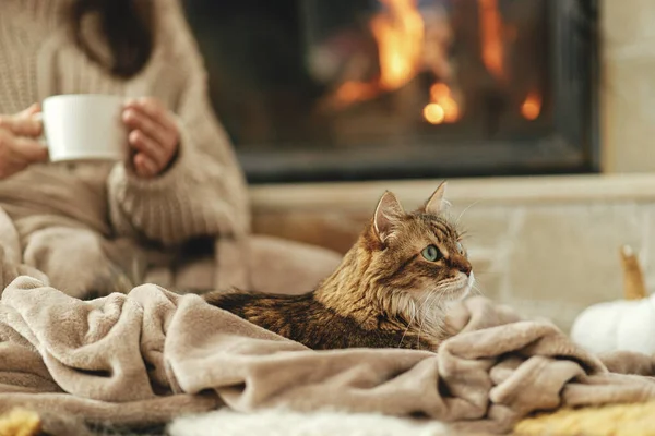 stock image Cute cat lying on cozy blanket at fireplace close up, autumn hygge. Adorable tabby kitty relaxing at fireplace on background of owner in warm sweater with cup of tea in rustic farmhouse.