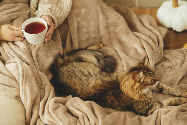 Cute Cat Woman Hands Cup Tea Relaxing Cozy Blanket Fireplace — Stock Photo, Image