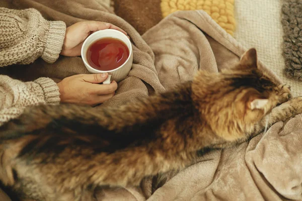 Χαριτωμένο Γάτα Και Γυναίκα Χέρια Φλιτζάνι Τσάι Χαλαρώνοντας Ζεστή Κουβέρτα — Φωτογραφία Αρχείου