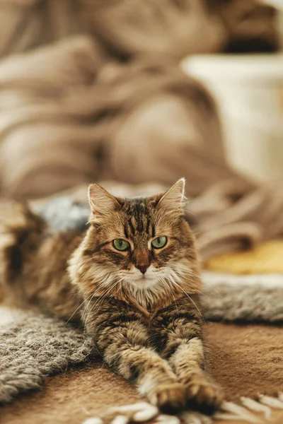 Χαριτωμένη Γάτα Χαλαρώνοντας Ζεστή Κουβέρτα Και Χαλί Στο Τζάκι Πορτρέτο — Φωτογραφία Αρχείου