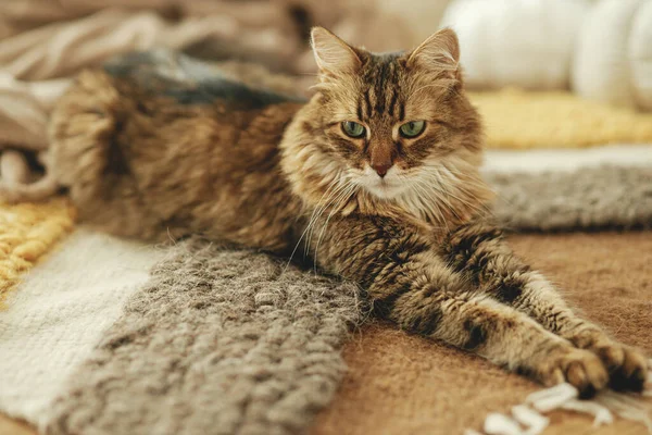Симпатичная Кошка Отдыхает Уютном Одеяле Камина Портрет Восхитительного Тэбби Котенка — стоковое фото