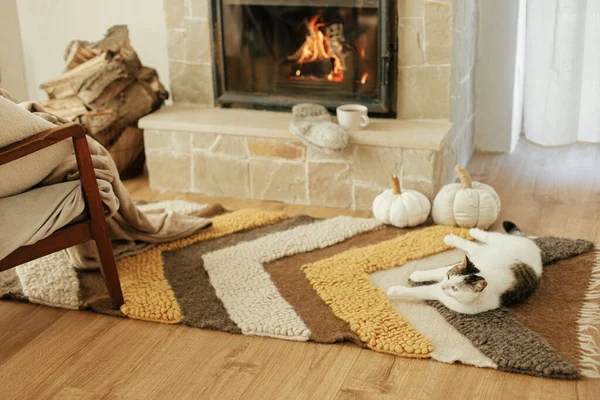 Cute Cat Relaxing Cozy Blanket Rug Fireplace Portrait Adorable Kitty — Stock Photo, Image