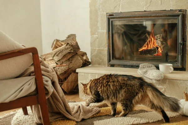 Χαριτωμένη Γάτα Πόδια Ζεστή Κουβέρτα Και Χαλί Στο Τζάκι Πορτρέτο — Φωτογραφία Αρχείου