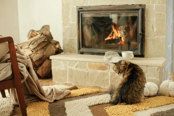Χαριτωμένη Γάτα Κάθεται Ζεστή Κουβέρτα Και Χαλί Στο Τζάκι Πορτρέτο — Φωτογραφία Αρχείου