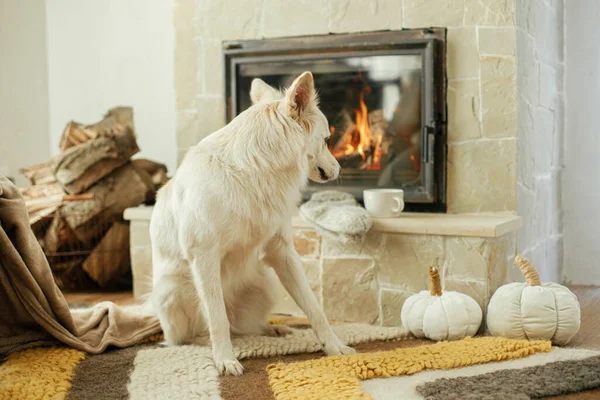 暖炉のある居心地の良い敷物に座ってかわいい犬 秋の装飾が施された暖かい暖炉と素朴な農家の薪を背景にリラックスした愛らしい白いデンマークのスピッツ犬の肖像画 — ストック写真