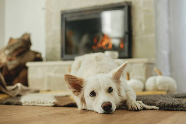 Słodki Pies Leżący Przytulnym Dywanie Przy Kominku Portret Uroczego Białego — Zdjęcie stockowe