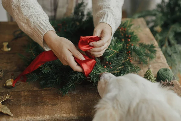 Woman together with cute white dog decorating christmas wreath with red ribbon rustic wooden table. Making Christmas wreath, moody holiday image. Pet and winter holidays