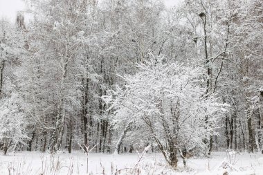 Güzel karlı orman manzarası. Karla kaplı ağaçlar, soğuk kış parkı manzarası. Kış duvar kağıdı