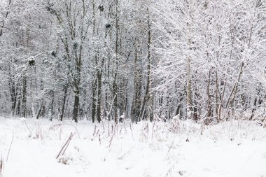 Güzel karlı orman manzarası. Karla kaplı ağaçlar, soğuk kış manzarası. Kış arkaplanı
