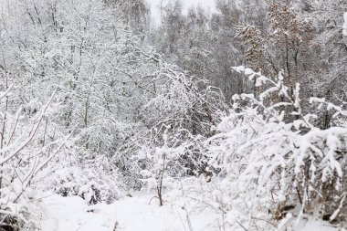 Güzel karlı orman manzarası. Karla kaplı ağaçlar, soğuk kış manzarası. Kış arkaplanı