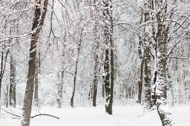 Güzel karlı orman manzarası. Karla kaplı ağaçlar, soğuk kış manzarası. Kış arkaplanı