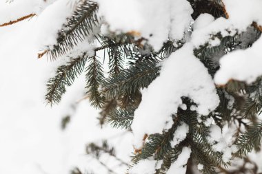 Karla kaplı firavun dalı, soğuk kış ormanlarına yakın. Güzel karlı köknar ağacı. Kış Ormanı
