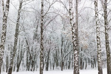 Güzel karlı orman manzarası. Karla kaplı ağaçlar, soğuk kış parkı manzarası. Kış duvar kağıdı