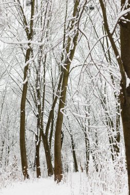 Güzel karlı orman manzarası. Karla kaplı ağaçlar, soğuk kış manzarası. Kış arkaplanı