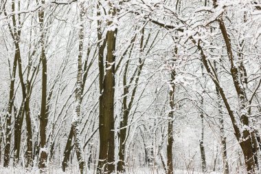 Güzel karlı orman manzarası. Karla kaplı ağaçlar, soğuk kış manzarası. Kış arkaplanı