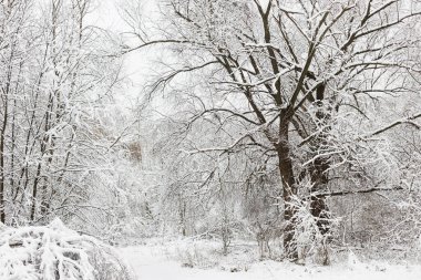 Güzel karlı orman manzarası. Karla kaplı ağaçlar, soğuk kış parkı manzarası. Kış duvar kağıdı