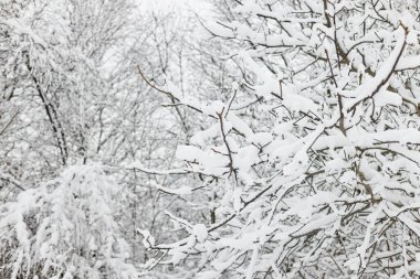 Karla kaplı ağaç dalları, buzlu kış parkı. Ormanda güzel karlı dallar. Kış arkaplanı
