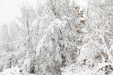 Karla kaplı ağaç dalları, buzlu kış parkı. Ormanda güzel karlı dallar. Kış arkaplanı