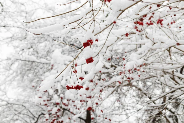 stock image Red berries covered in snow close up in frosty winter park. Beautiful snowy viburnum. Winter garden