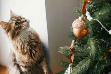 Mutlu Noeller! Şirin kedi klasik takılarla şık bir Noel ağacına bakıyor. Hayvan ve kış tatilleri. Şenlik odasındaki dekore edilmiş ağacın yanındaki tahta pencere eşiğinde oturan sevimli tekir kedi.