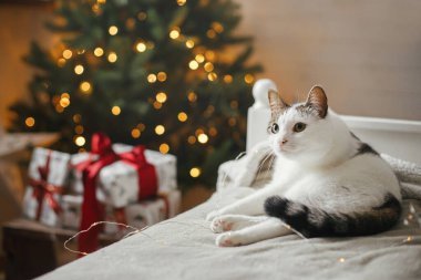 Altın ışıklarla Noel ağacının arka planında rahat bir yatakta dinlenen sevimli kedi. Hayvan ve kış tatilleri. Dekoratif odada yumuşak yatağa uzanmış sevimli komik kedi. Mutlu Noeller.!