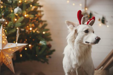 Ren geyiği boynuzları içinde sevimli bir köpek ışıldayan yıldızı ve ışıkları olan şık bir Noel ağacının arka planında oturuyor. Hayvan ve kış tatilleri. Kutlama odasında sevimli Danimarka köpekleri var. Mutlu Noeller.!