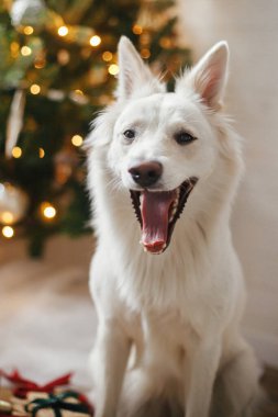 Mutlu Noeller! Parlak yıldızlı ve ışıklı şık bir Noel ağacının arka planında oturan sevimli mutlu köpek. Hayvan ve kış tatilleri. Kutlama odasında sevimli Danimarka köpekleri.