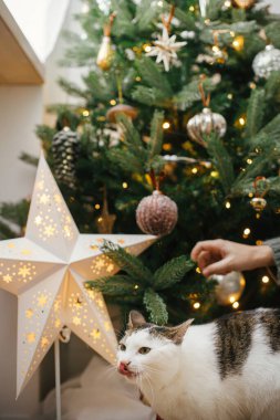 Eski püskü takılar ve yıldızlarla süslü Noel ağacının arka planında oturan sevimli komik kedi. Hayvan ve kış tatilleri. Dekoratif odada sevimli bir kedi. Mutlu Noeller.!