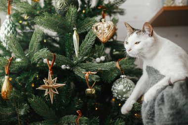 Şirin bir kedi ve şık bir Noel ağacı süsleyen bir kadın klasik takılarla. Hayvan ve kış tatilleri. Hoş kazaklı bir kadın festival odasında sevimli kediciğe sarılıyor. Mutlu Noeller.!