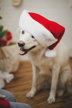 Mutlu Noeller! Noel Baba şapkalı şirin mutlu köpek şık bir Noel ağacının yanında oturuyor. Hayvan ve kış tatilleri. Kutlama odasında Noel Baba şapkası takan sevimli Danimarkalı köpek portresi.