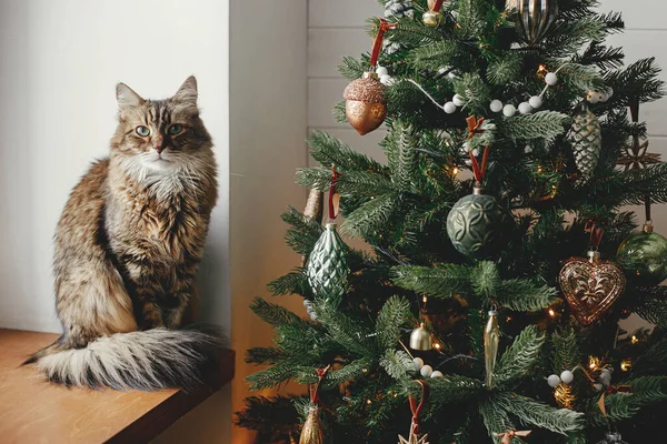 メリークリスマス おしゃれなクリスマスツリーにビンテージのベビールが並ぶ可愛い猫 ペットと冬の休日 お祝いの部屋で装飾された木の近くに木製の窓の上に愛らしいタビー猫 — ストック写真