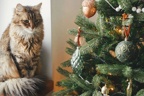 可爱的猫坐在古色古香的圣诞树上 长着一些古色古香的灌木 宠物和寒假 喜庆的房间里 可爱的胖胖的猫坐在装饰过的树上的木制窗台上 圣诞快乐 — 图库照片