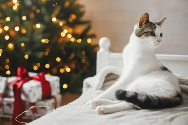 可爱的猫躺在舒适的床上 背靠着有金色灯光的圣诞树 宠物和寒假 可爱有趣的猫咪躺在柔软的床上 装饰着节日的房间 圣诞快乐 — 图库照片