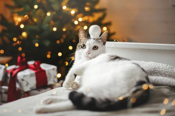 Roztomilá Kočka Relaxuje Útulné Posteli Pozadí Vánočního Stromečku Zlatými Světly — Stock fotografie