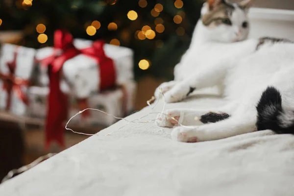 Leuke Kat Pootjes Close Gezellig Bed Achtergrond Van Kerst Gouden — Stockfoto