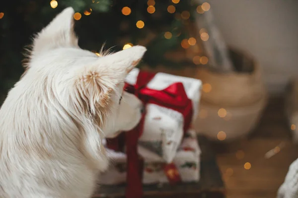 可爱的狗在有金光的圣诞树旁看时髦的礼物 宠物和寒假 可爱的丹麦斯皮茨犬包装礼物在大气节庆室 圣诞快乐 — 图库照片