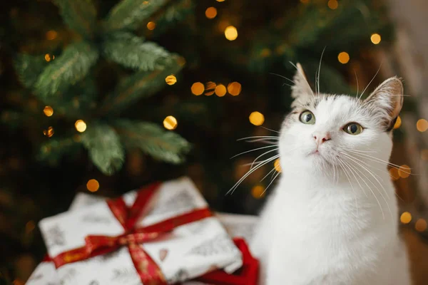 金色のライトのクリスマスツリーでスタイリッシュな贈り物と一緒に座ってかわいい猫 ペットと冬の休日 お祝いの装飾された部屋で包まれたプレゼントで愛らしい子猫の肖像画 メリークリスマス — ストック写真