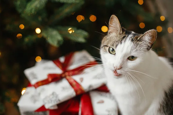 金色のライトのクリスマスツリーでスタイリッシュな贈り物と一緒に座ってかわいい猫 ペットと冬の休日 お祝いの装飾された部屋で包まれたプレゼントで面白い感情的な子猫 メリークリスマス — ストック写真