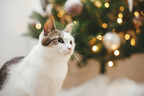 メリークリスマス ヴィンテージの泡が立ち並ぶイルミネーションのスタイリッシュなクリスマスツリーの近くに座っているかわいい猫 ペットと冬の休日 愛らしい面白い猫でお祝いの装飾された部屋 — ストック写真
